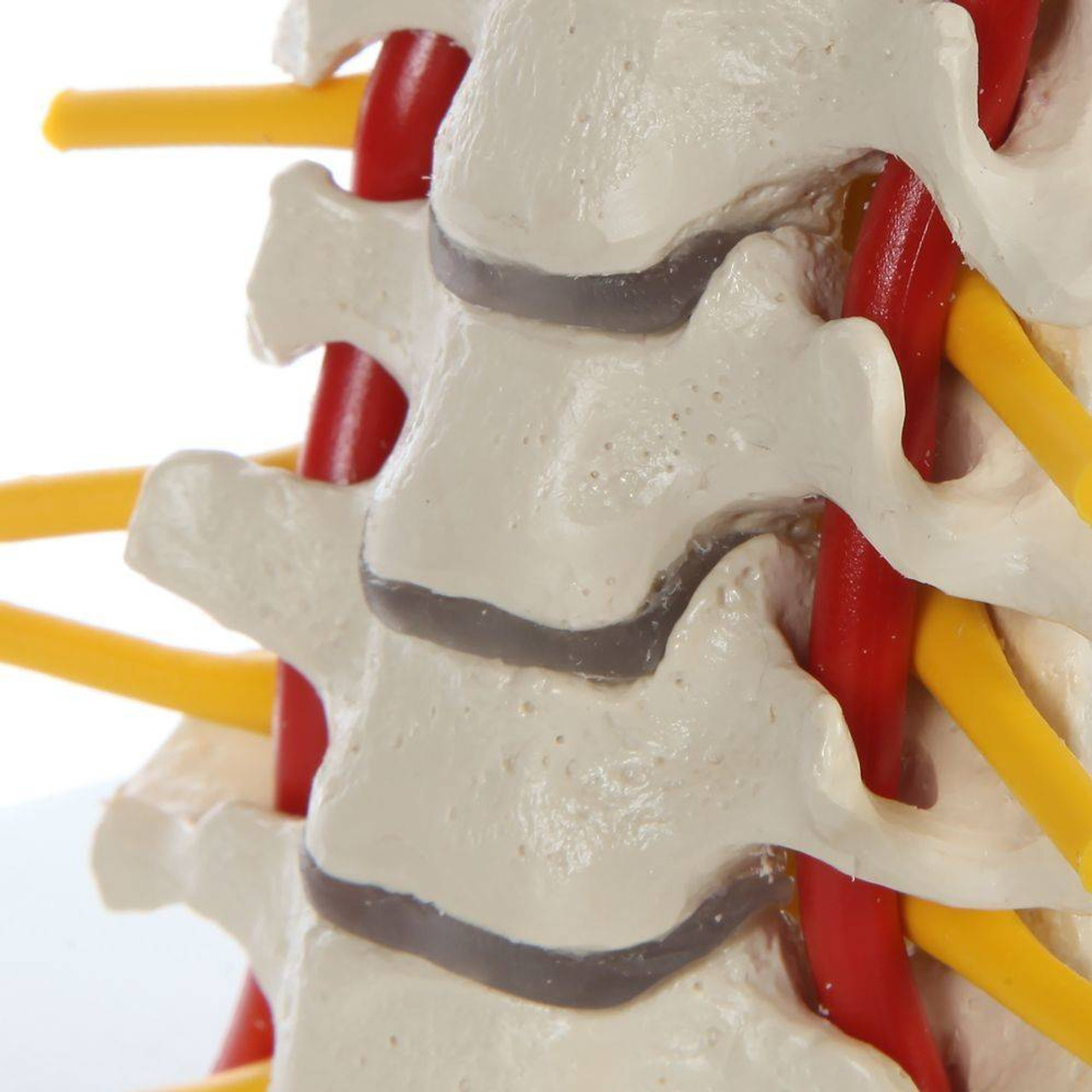 Rudiger Anatomie Premium Flexible Cervical Vertebral Column