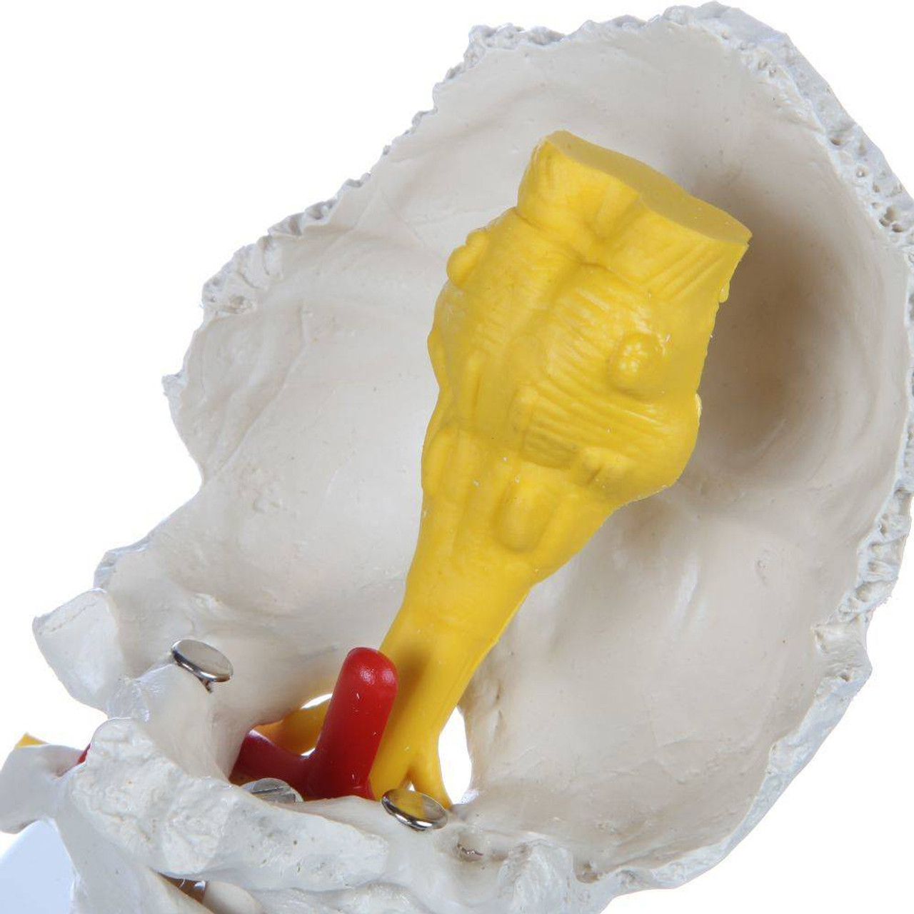 Rudiger Anatomie Premium Flexible Cervical Vertebral Column