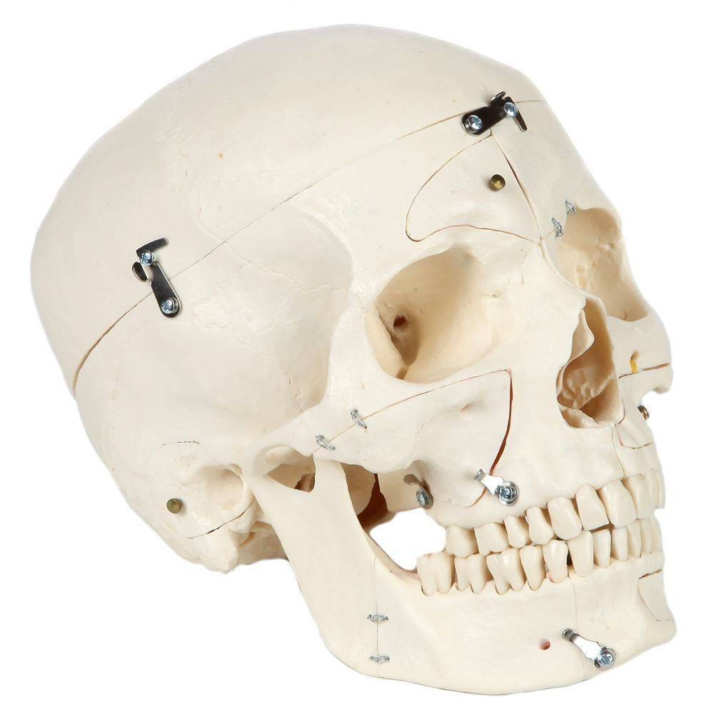 Rudiger Anatomie Premium 14-Part Deluxe Demonstration Skull