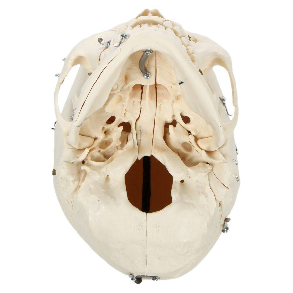 Rudiger Anatomie Premium 14-Part Deluxe Demonstration Skull