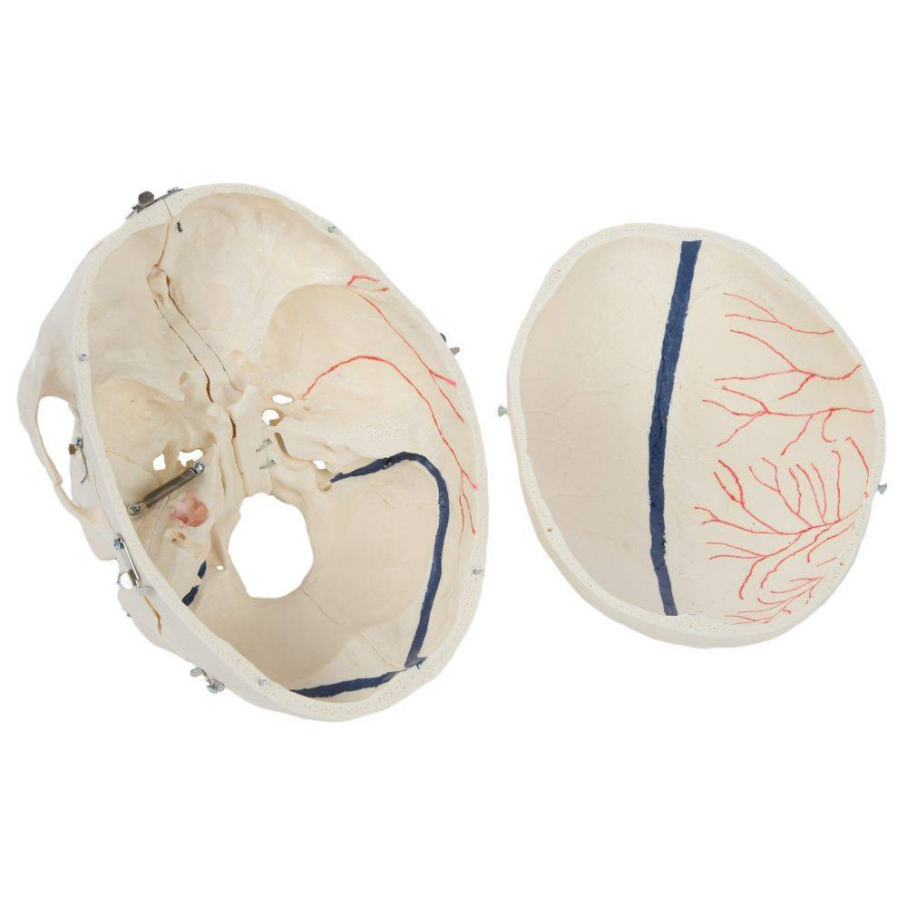 Rudiger Anatomie Premium 14-Part Deluxe Demonstration Skull