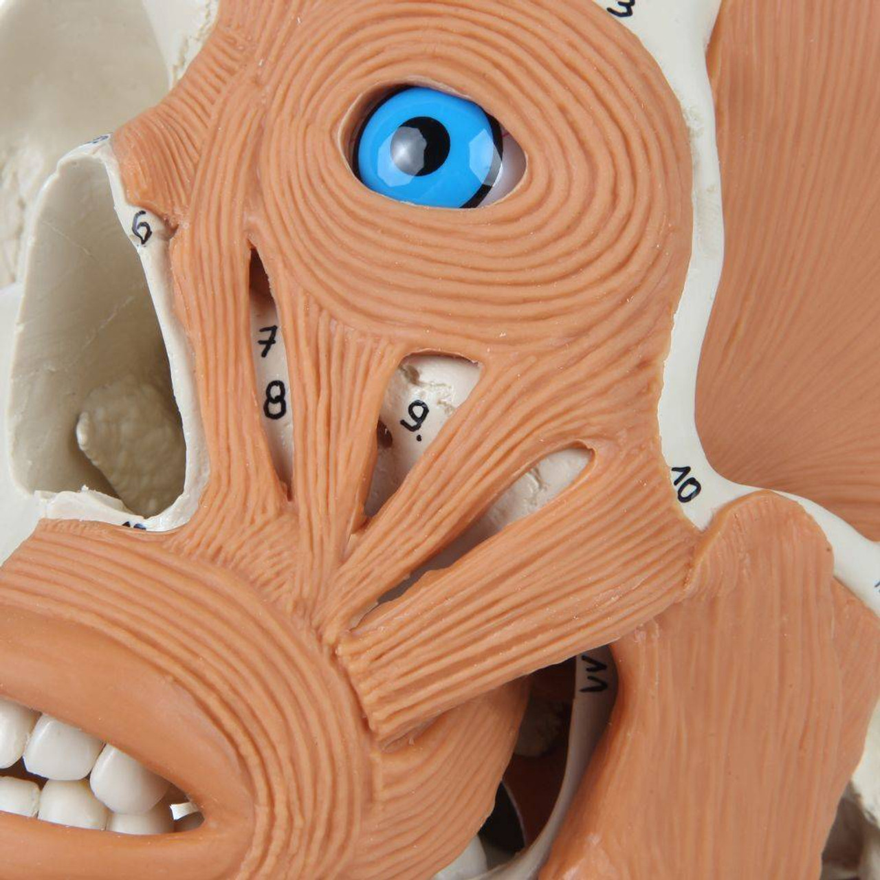 Rudiger Anatomie Premium 4-Part Human Skull with Facial Musculature