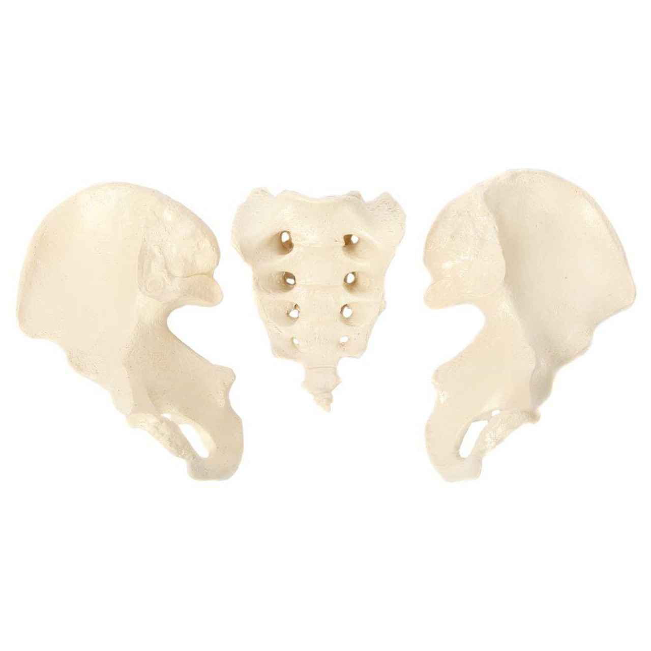 Rudiger Anatomie Premium Complete Disarticulated Skeleton