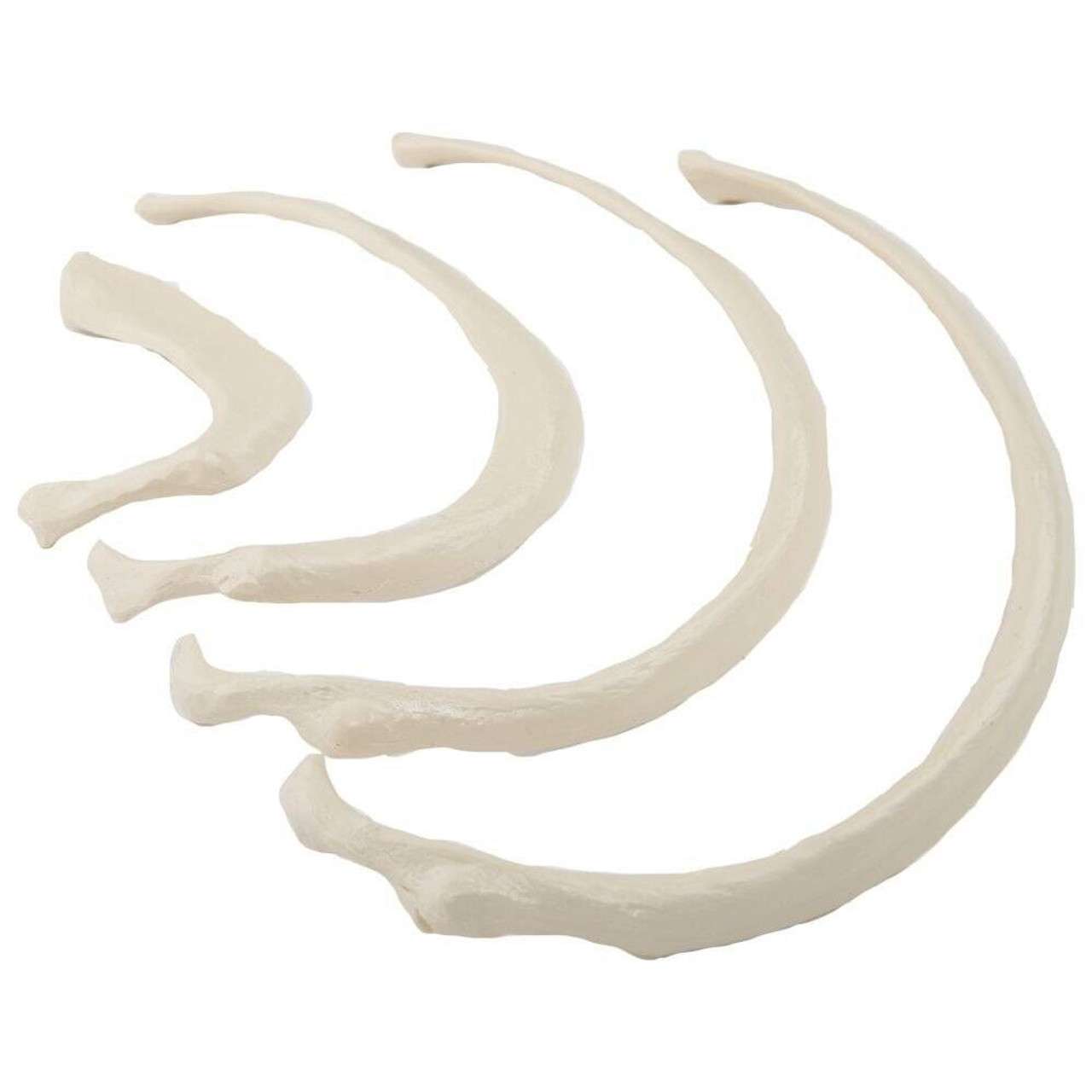 Rudiger Anatomie Premium Complete Disarticulated Skeleton