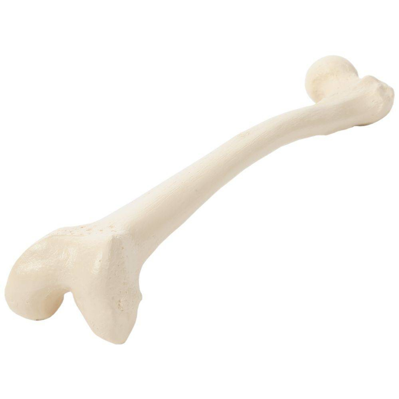 Rudiger Anatomie Premium Complete Disarticulated Skeleton