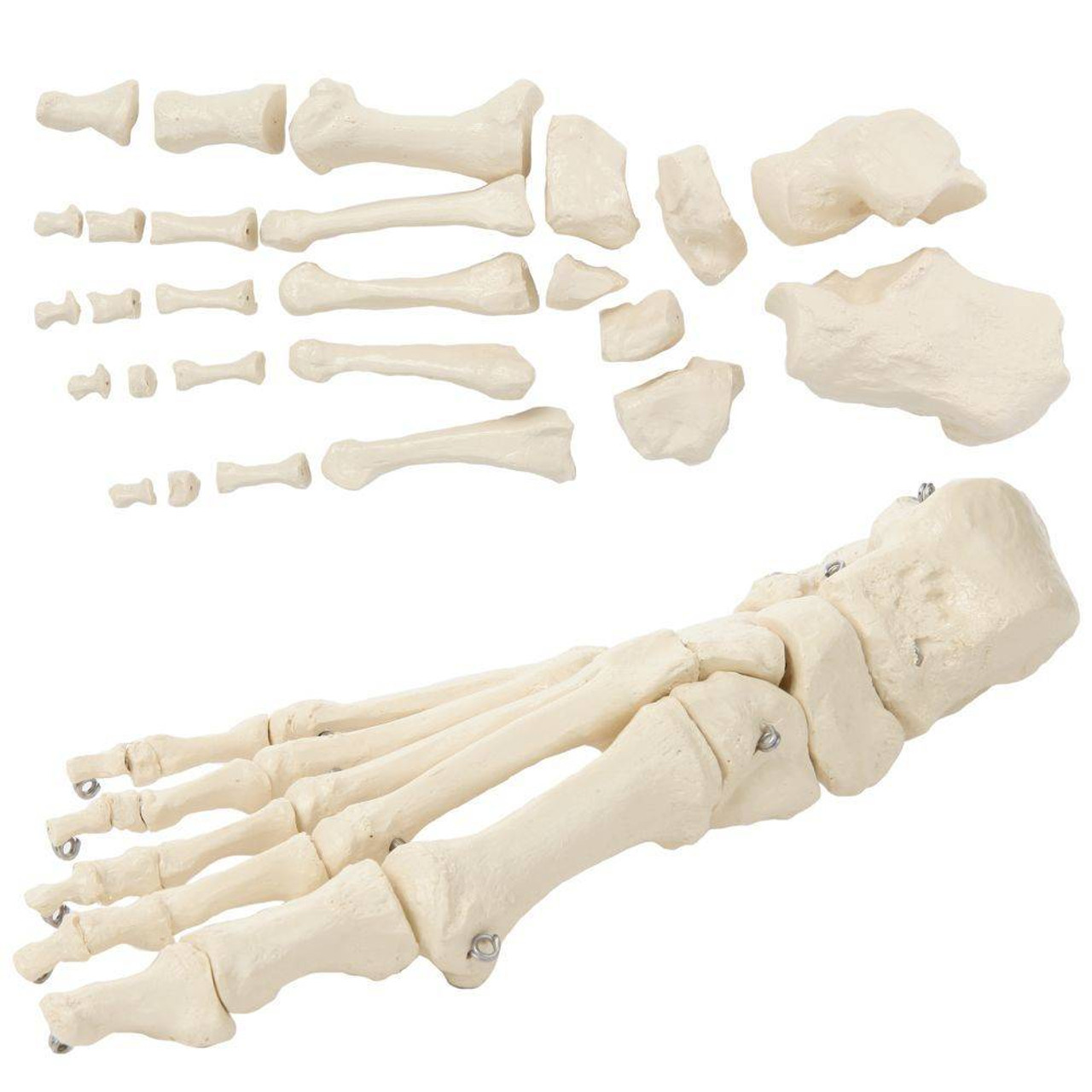 Rudiger Anatomie Premium Complete Disarticulated Skeleton