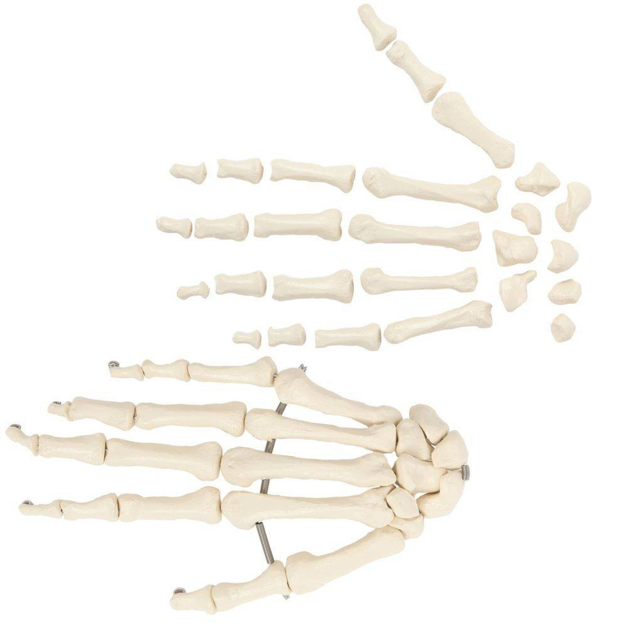 Rudiger Anatomie Premium Complete Disarticulated Skeleton