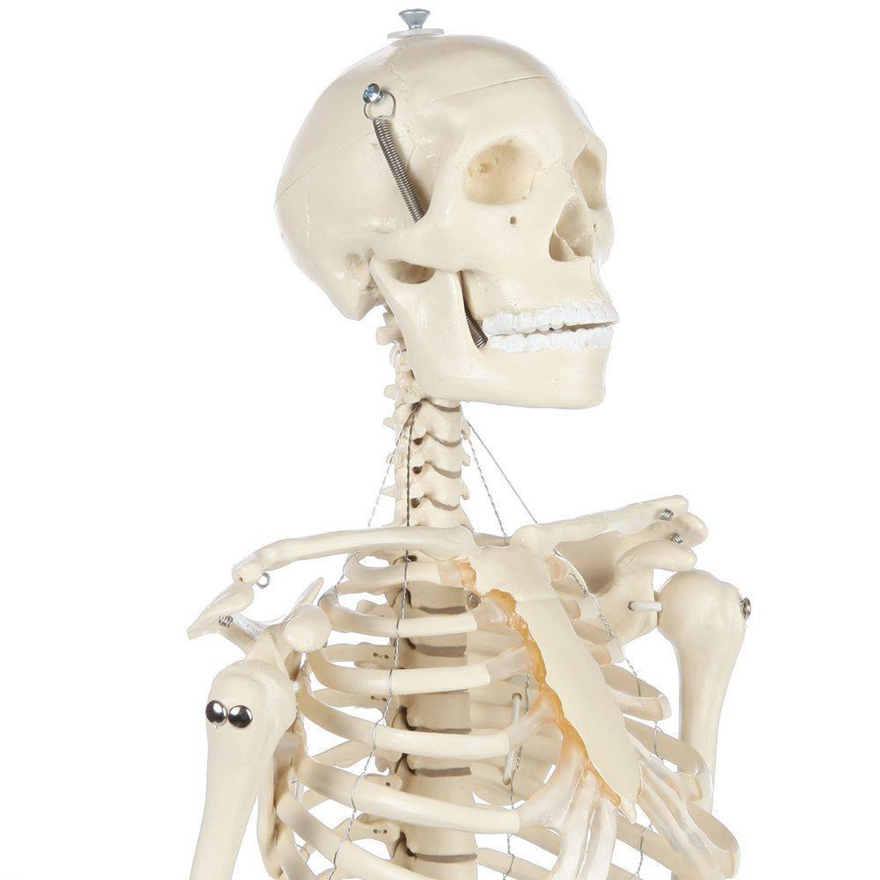 Rudiger Anatomie Premium Miniature Skeleton with Flexible Spine