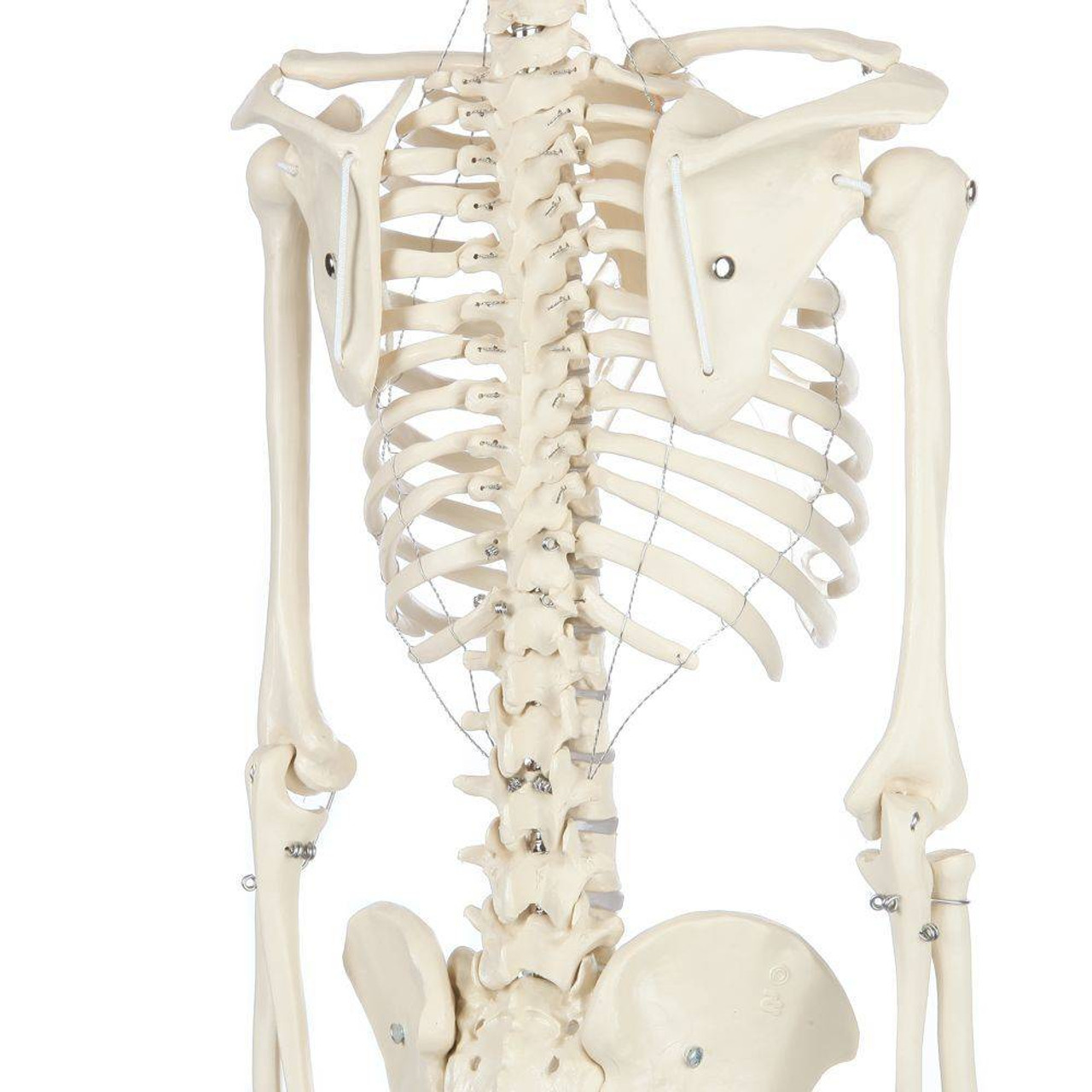 Rudiger Anatomie Premium Miniature Skeleton with Flexible Spine