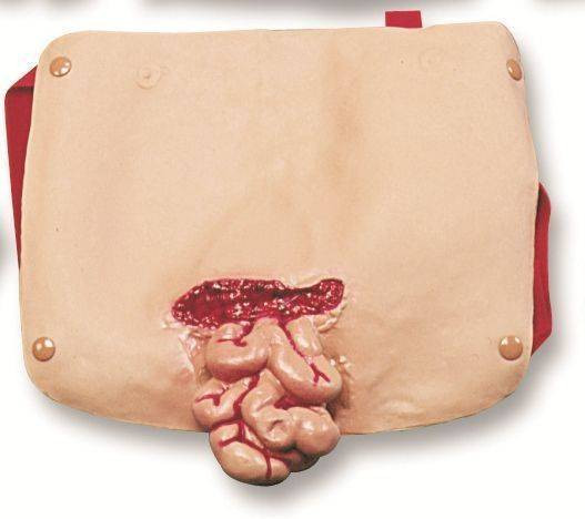Abdominal Model With Protruding Intestines