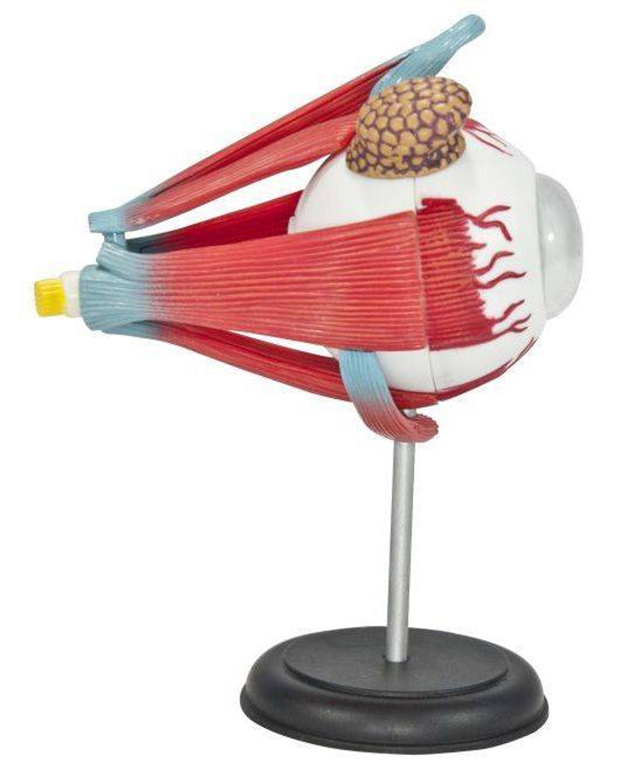 Human Eyeball Anatomy Model