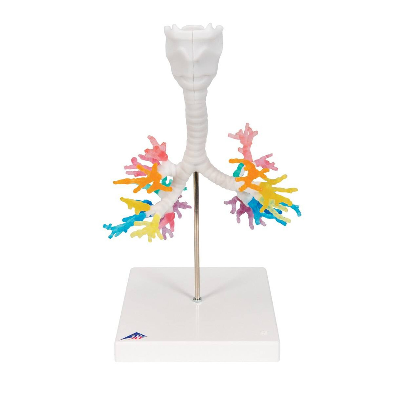 Bronchial Tree Model with Larynx
