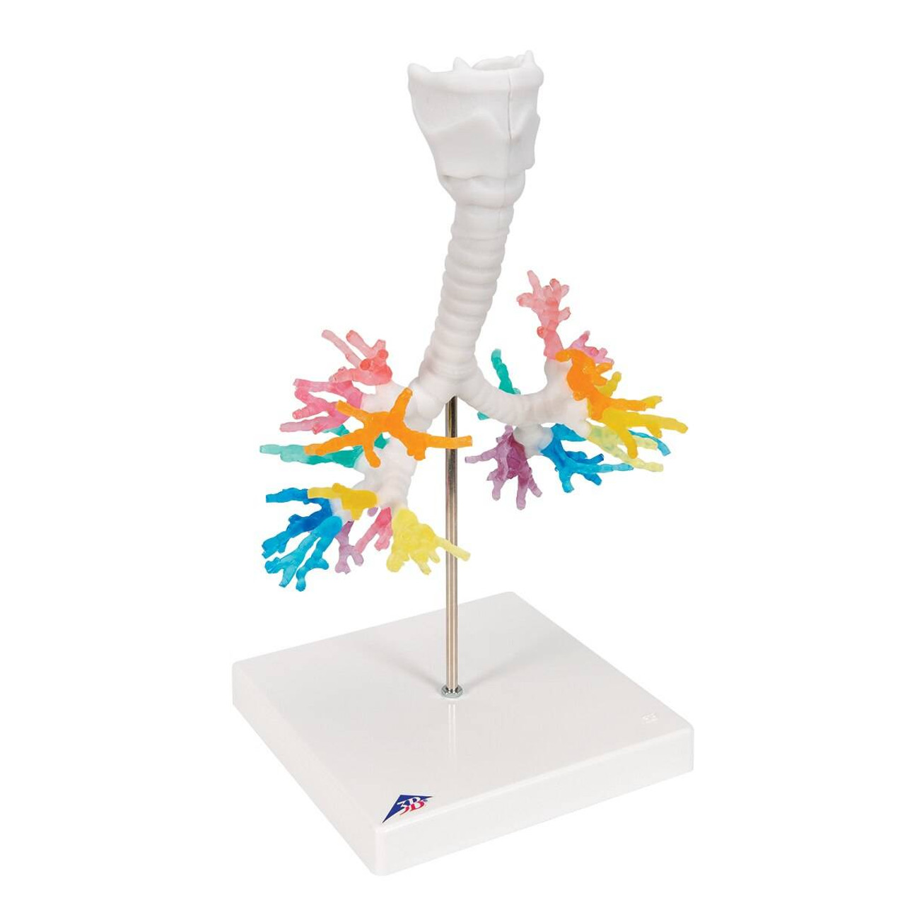 Bronchial Tree Model with Larynx