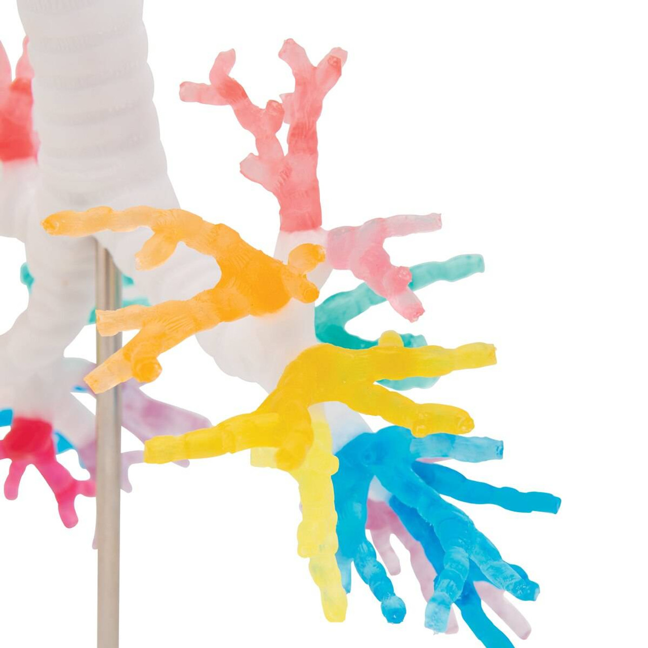 Bronchial Tree Model with Larynx