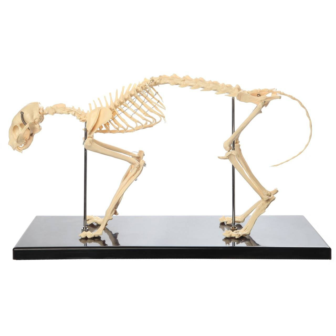 Anatomy Lab Feline Skeleton - Fixed Articulation on Base