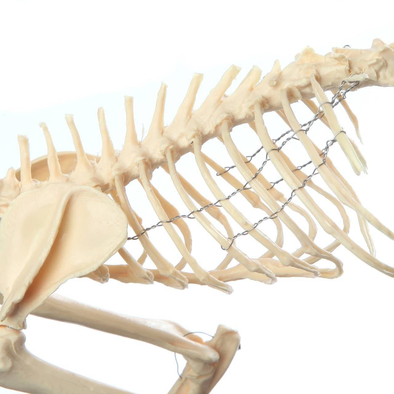 Anatomy Lab Feline Skeleton - Fixed Articulation on Base