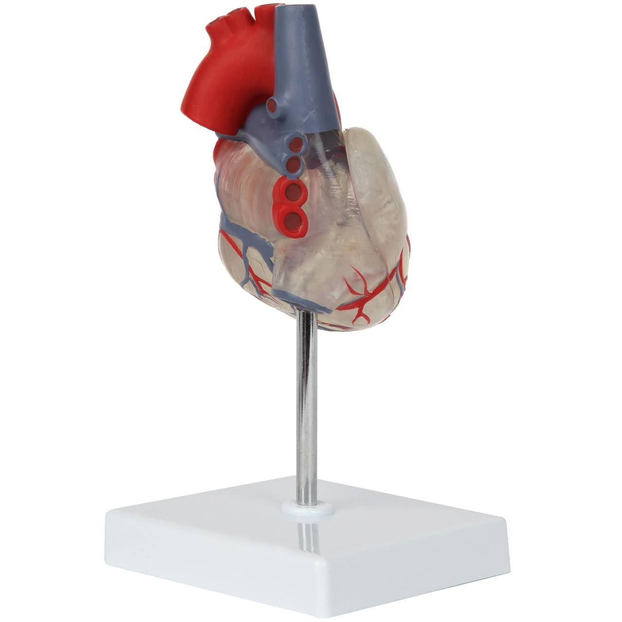 Axis Scientific Deluxe Life-Size 2-Part Transparent Human Heart Anatomy Model Front Right Side View