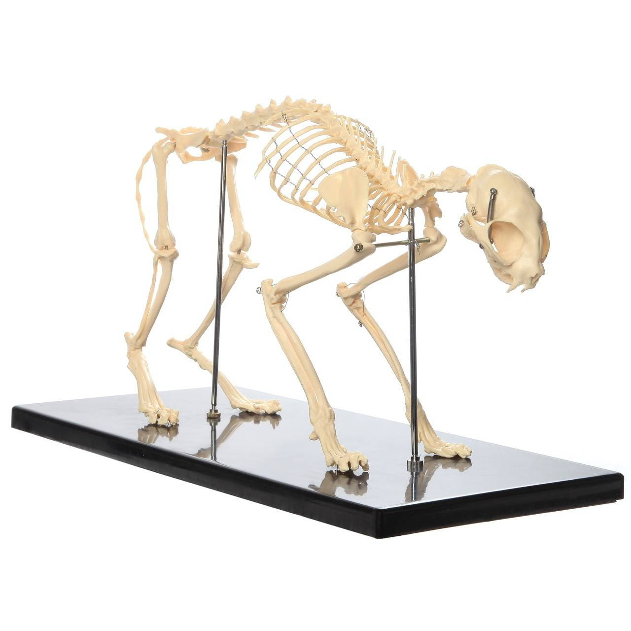 Anatomy Lab Canine and Feline Skeleton Anatomy Model Kit