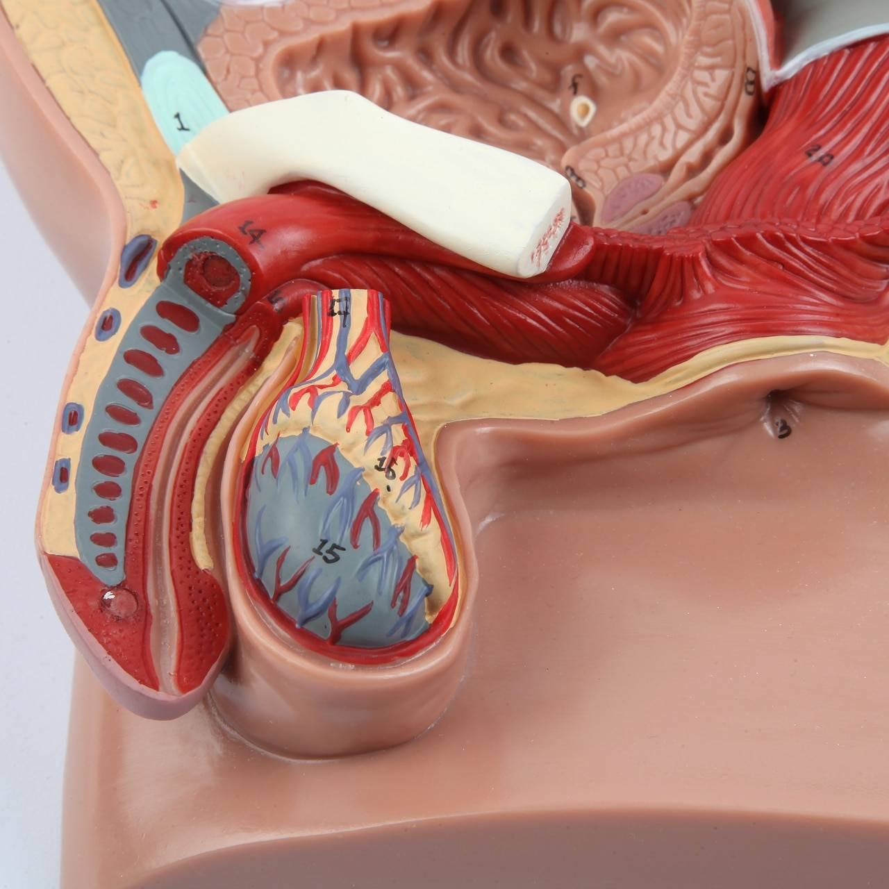 Axis Scientific 4-Part Male Pelvis Anatomy Model