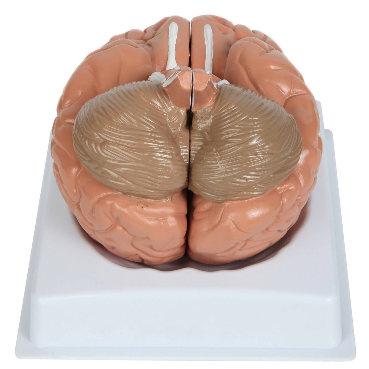 Anatomy Lab Basic 2-Part Brain Model Anatomy Model