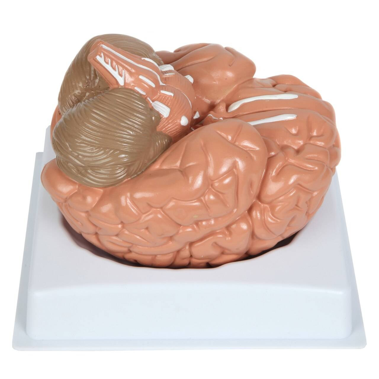 Anatomy Lab Basic 2-Part Brain Model Anatomy Model