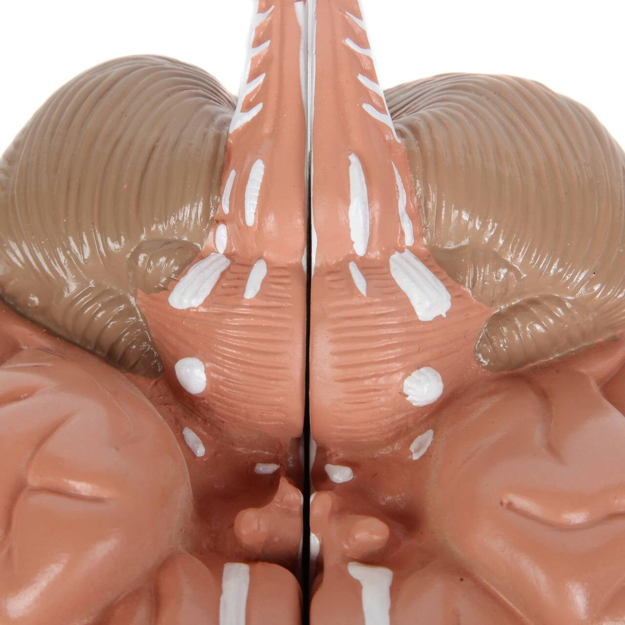 Anatomy Lab Basic 2-Part Brain Model Anatomy Model