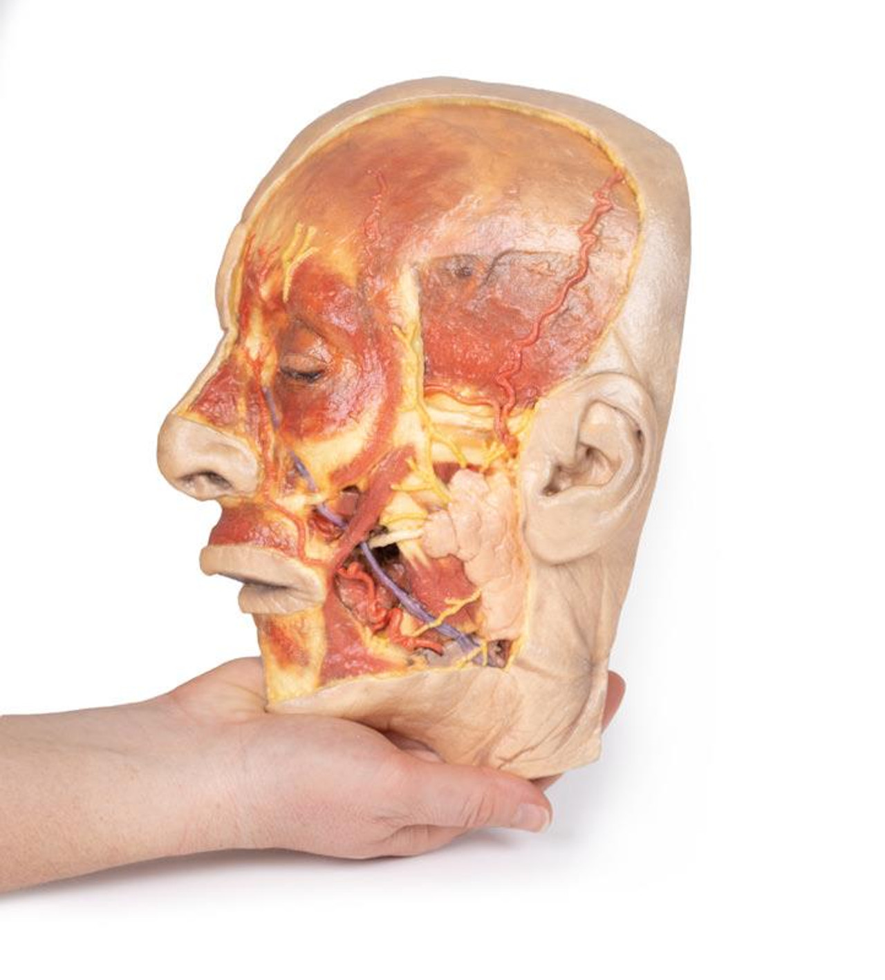 3D Printed Superficial Dissection of the Face