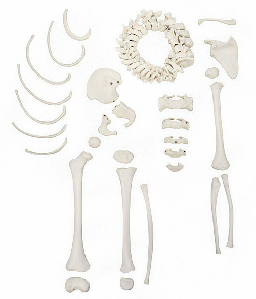 Axis Scientific Disarticulated Life-Size Half Child Skeleton Anatomy Model Overview Axis Scientific Disarticulated Life-Size Half Child Skeleton Anatomy Model Overview