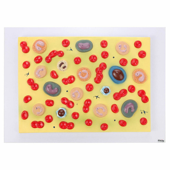 Axis Scientific Human Blood Cells Axis Scientific Human Blood Cells