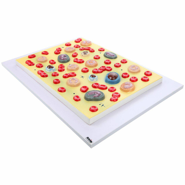 Axis Scientific Human Blood Cells Axis Scientific Human Blood Cells 1