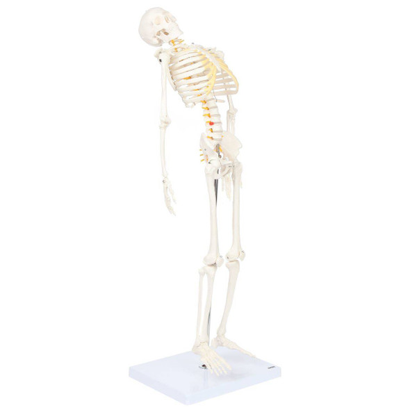 Axis Scientific Miniature Skeleton with Flexible Spine Axis Scientific Miniature Skeleton with Flexible Spine
