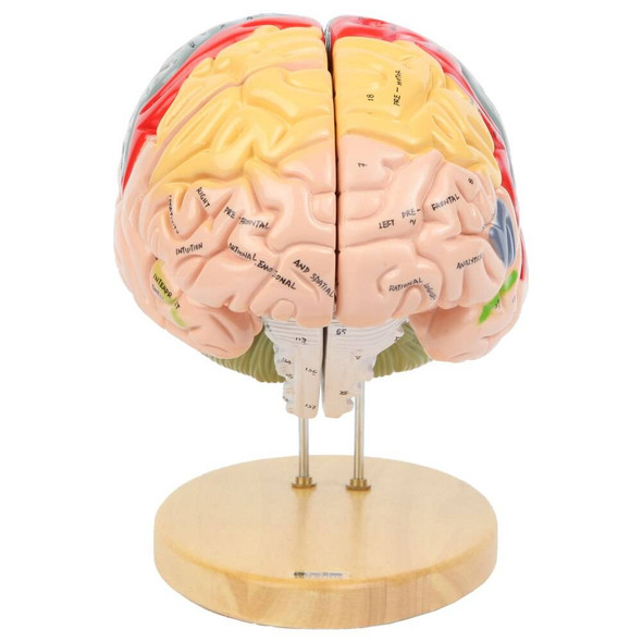 Axis Scientific 1.5 Times Life-Size Deluxe 4-Part Brain Axis Scientific 1.5 Times Life-Size Deluxe 4-Part Brain 1