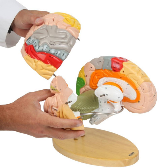 Axis Scientific 1.5 Times Life-Size Deluxe 4-Part Brain Axis Scientific 1.5 Times Life-Size Deluxe 4-Part Brain