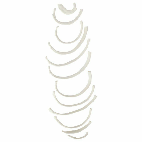Axis Scientific Set of 12 Disarticulated Ribs Axis Scientific Set of 12 Disarticulated Ribs