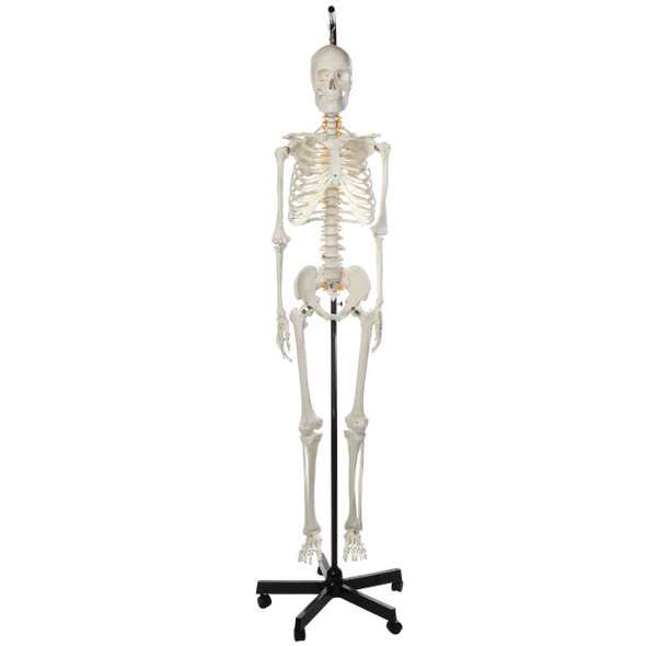Axis Scientific Classic Life-Size Human Skeleton Anatomy Model with Study Booklet, Numbering Guide, and Hanging Stand Overview Axis Scientific Classic Life-Size Human Skeleton Anatomy Model with Study Booklet, Numbering Guide, and Hanging Stand Overview