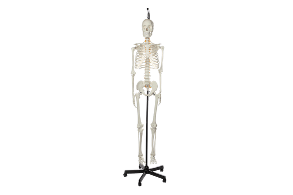 Axis Scientific Classic Life-Size Human Skeleton Anatomy Model with Study Booklet, Numbering Guide, and Hanging Stand Animated GIF 360 Degree Rotation Axis Scientific Classic Life-Size Human Skeleton Anatomy Model with Study Booklet, Numbering Guide, and Hanging Stand Animated GIF 360 Degree Rotation 1