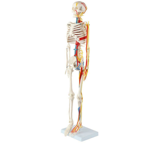Anatomy Lab Miniature Human Skeleton with Nerves, Veins and Arteries Anatomy Lab Miniature Human Skeleton with Nerves, Veins and Arteries 1