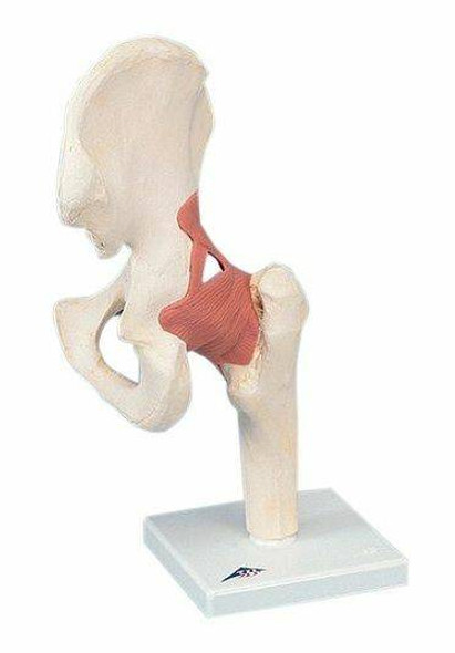 Deluxe Functional Hip Joint Anatomy Model Deluxe Functional Hip Joint Anatomy Model