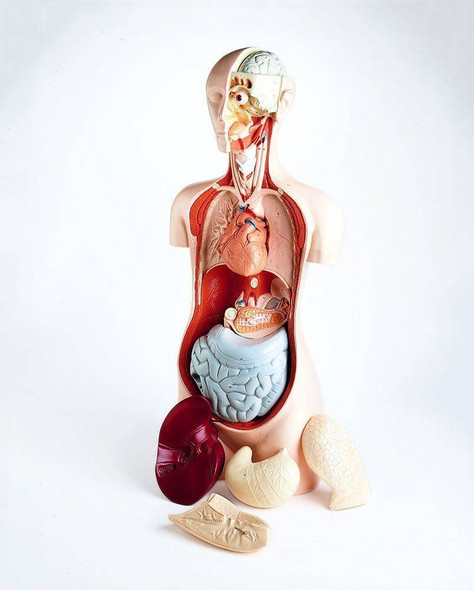 10 Parts Hands On Take Apart Student Torso Anatomy Model 10 Parts Hands On Take Apart Student Torso Anatomy Model
