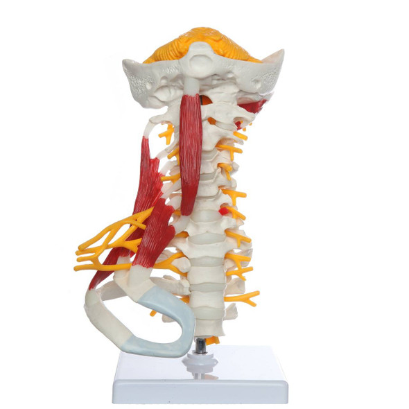 Axis Scientific Cervical Spine with Occipital Bone, Nerves, and Muscles Anatomy Model Axis Scientific Cervical Spine with Occipital Bone, Nerves, and Muscles Anatomy Model