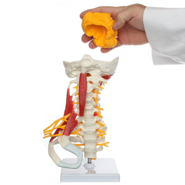 Axis Scientific Cervical Spine with Occipital Bone, Nerves, and Muscles Anatomy Model Axis Scientific Cervical Spine with Occipital Bone, Nerves, and Muscles Anatomy Model 1