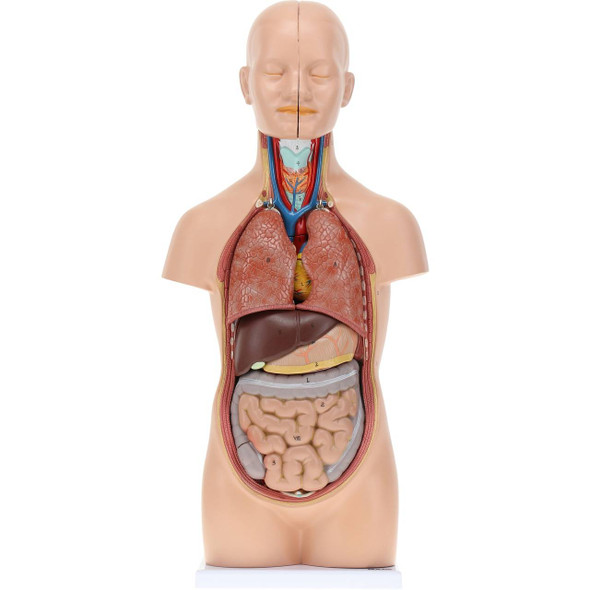 Axis Scientific 12-Part Unisex Mini Torso Axis Scientific 12-Part Unisex Mini Torso