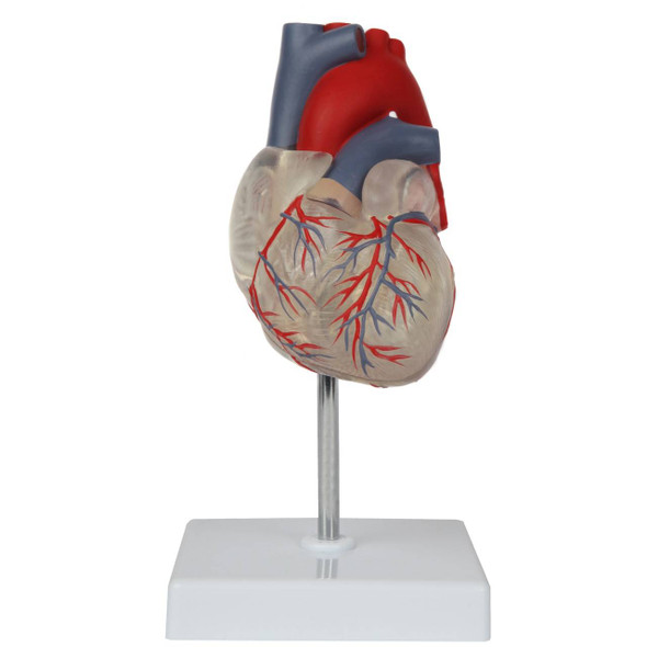 Axis Scientific Deluxe Life-Size 2-Part Transparent Human Heart Anatomy Model Product Overview Axis Scientific Deluxe Life-Size 2-Part Transparent Human Heart Anatomy Model Product Overview