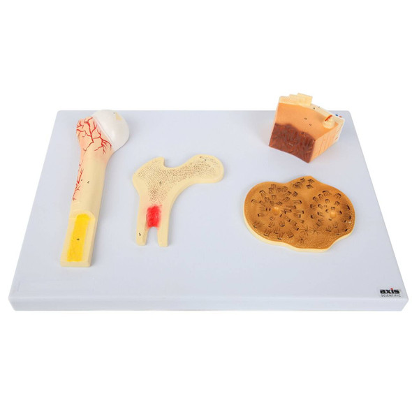 Axis Scientific Human Bone Microstructure with Long Bone Osteon Axis Scientific Human Bone Microstructure with Long Bone Osteon