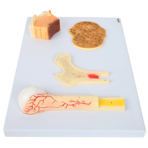 Axis Scientific Human Bone Microstructure with Long Bone Osteon Axis Scientific Human Bone Microstructure with Long Bone Osteon 1