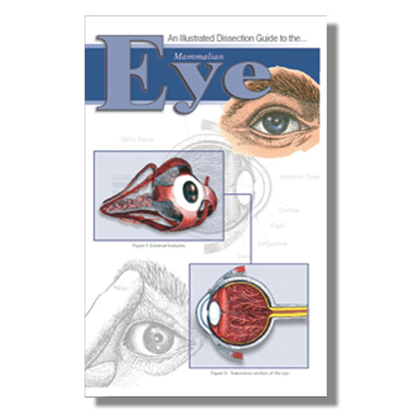 Anatomy Lab Mammal Eye Dissection Guide Anatomy Lab Mammal Eye Dissection Guide