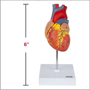 Axis Scientific Life-Size 2-Part Deluxe Human Heart Anatomy Model is 6 inches tall