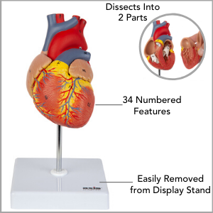 Heart model dissected into 2 pieces