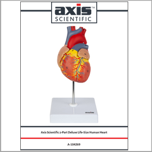 Axis Scientific Heart Model Full Color Product Manual and Study Guide is Included