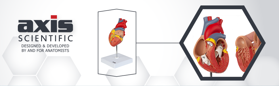 Axis Scientific Life-Size 2-Part Deluxe Human Heart Anatomy Model 